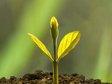 A plant seedling growing out of the ground