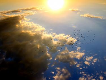 Partially cloudy sky with a flock of birds